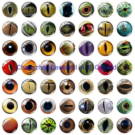 eye fish|Products Archive .